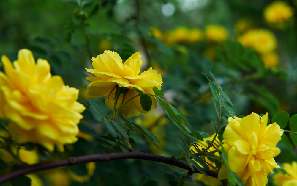花