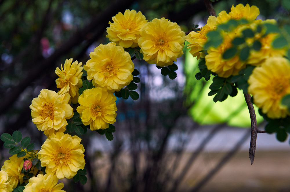 花