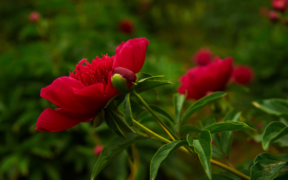 花