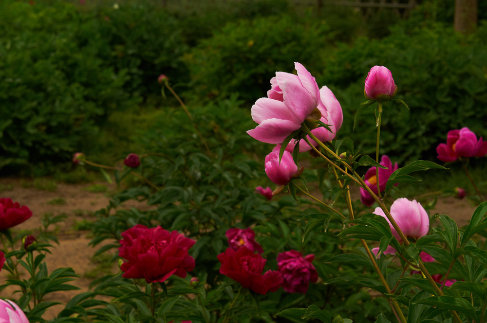 花