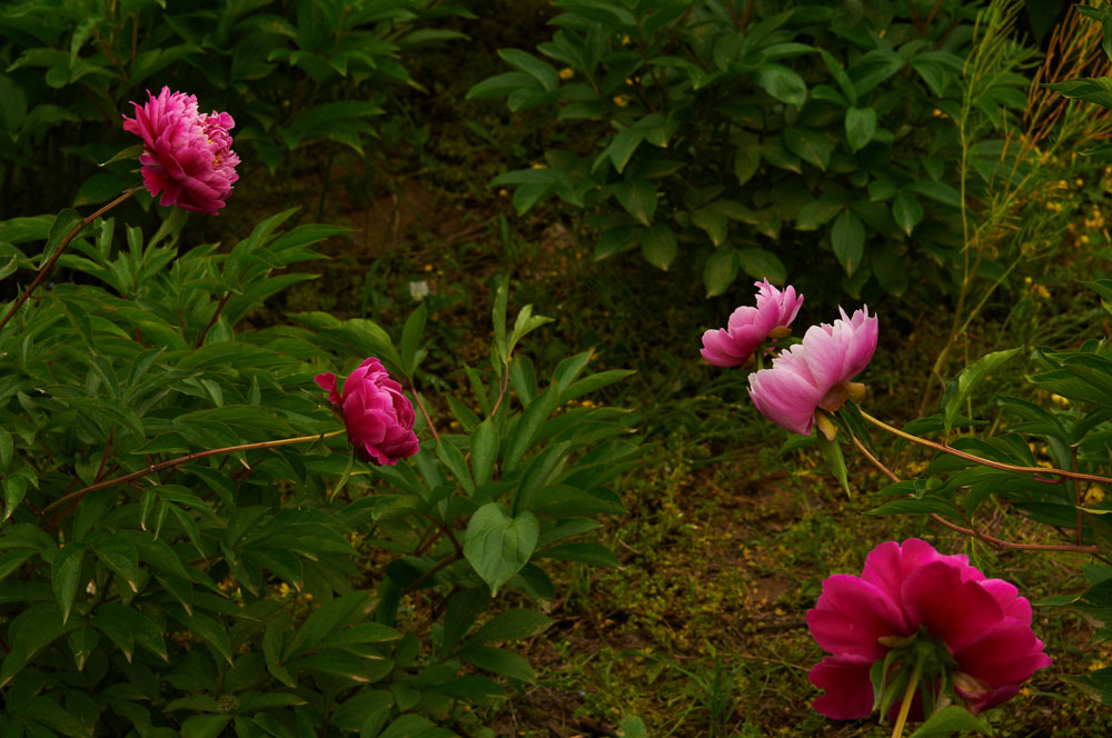 花
