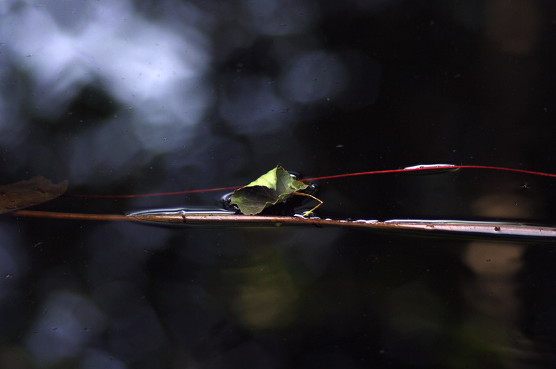 [原创]随拍碎片