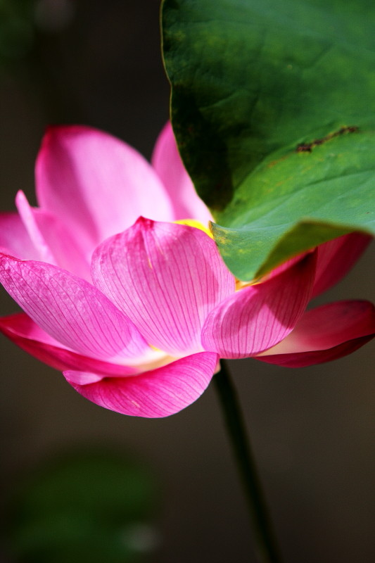 [原创]2009杂片补遗