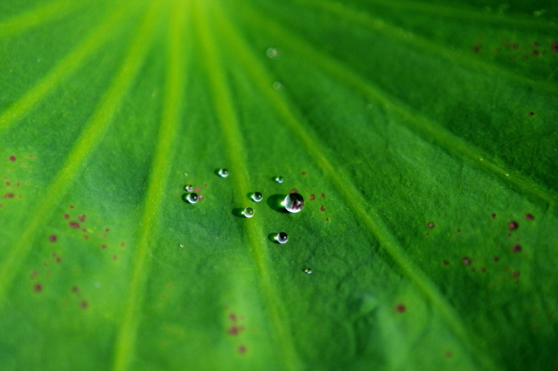水珠下的荷