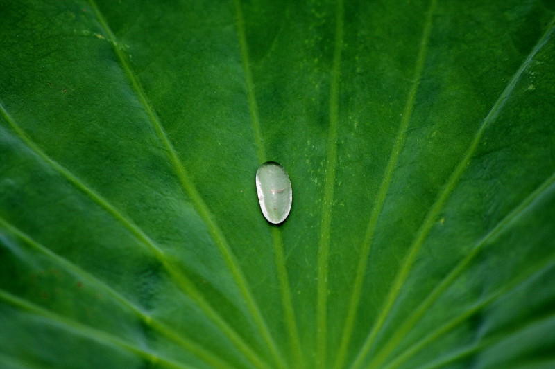 水珠下的荷
