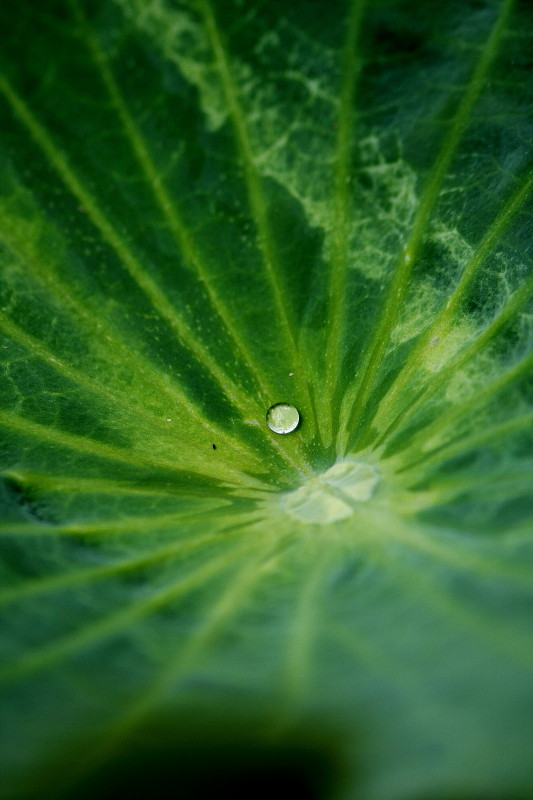 水珠下的荷