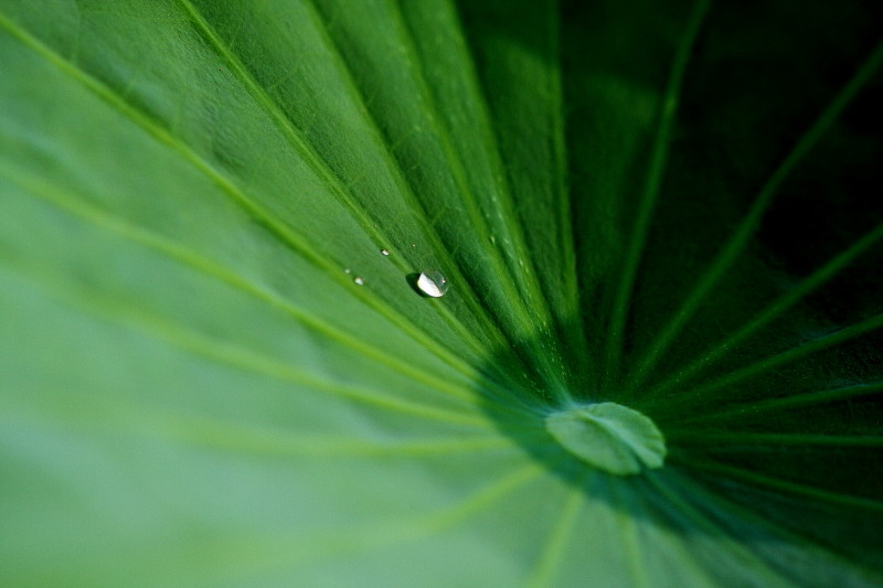 水珠下的荷