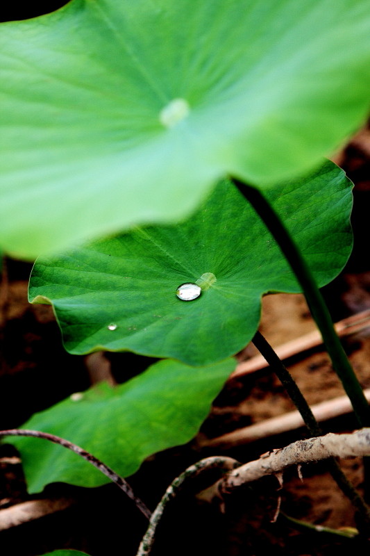 水珠下的荷