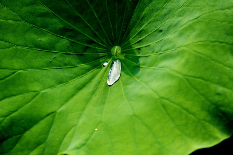 水珠下的荷