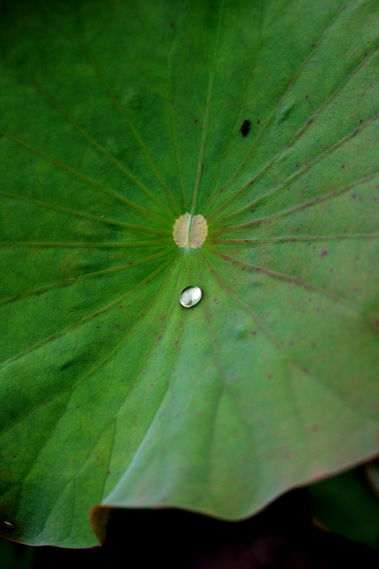 水珠下的荷