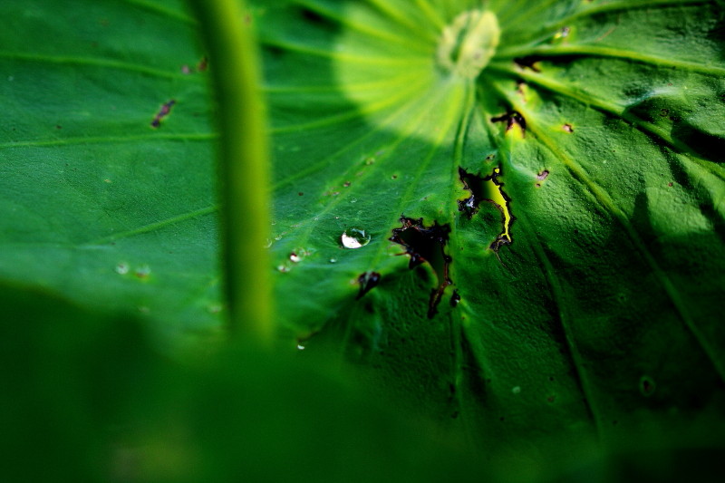 水珠下的荷