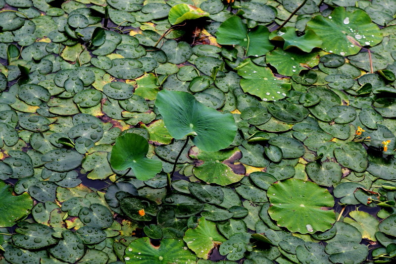 水珠下的荷