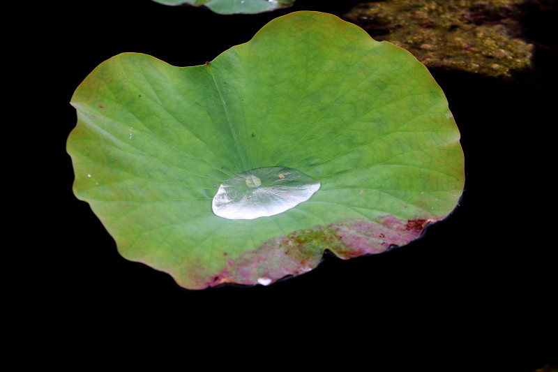 水珠下的荷