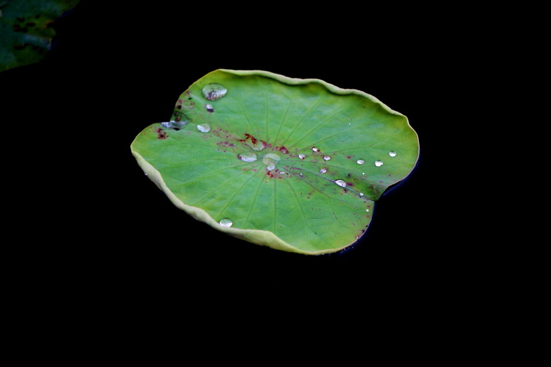 水珠下的荷