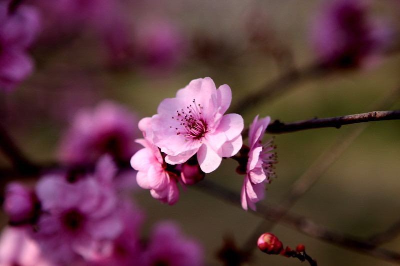 那日梅花
