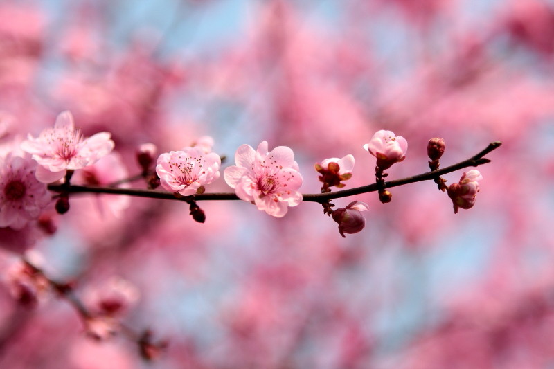 那日梅花