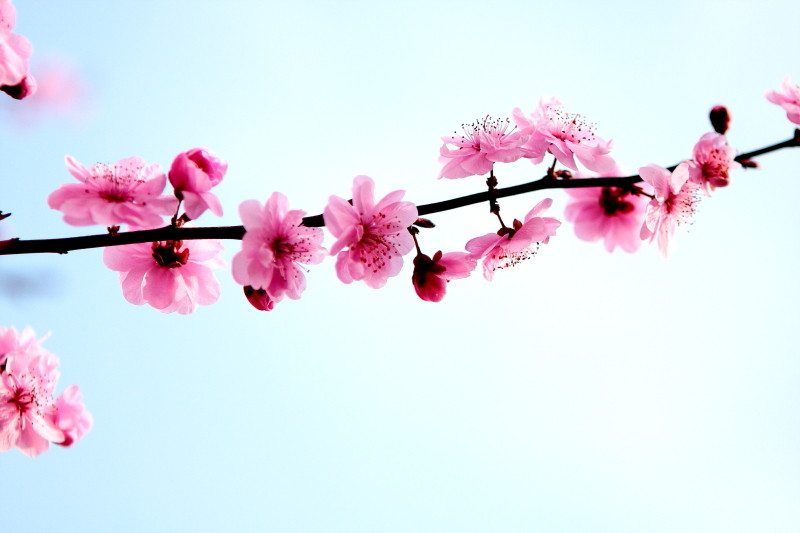 那日梅花