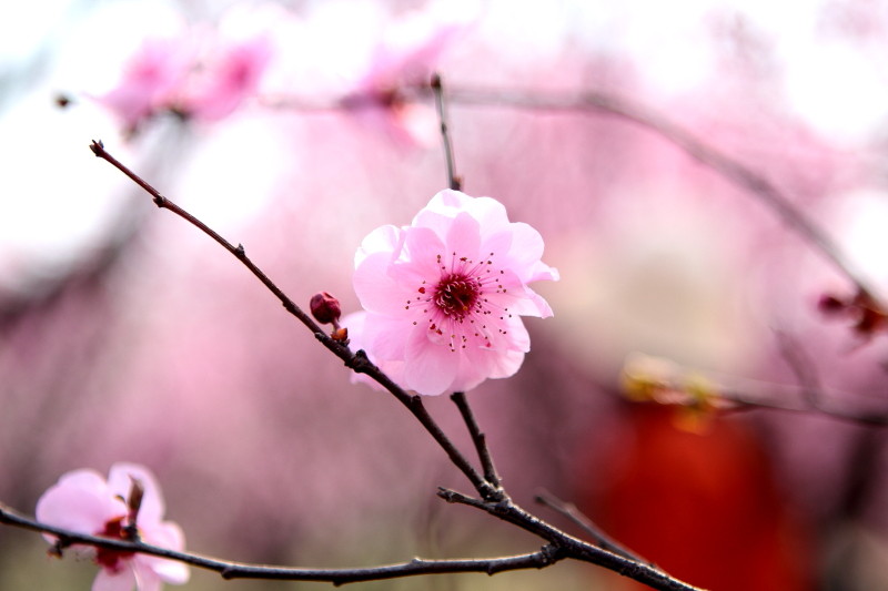 那日梅花