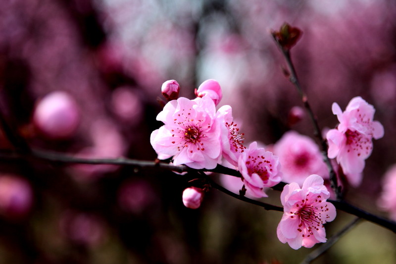 那日梅花