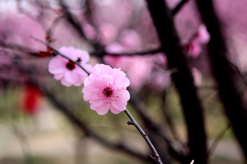那日梅花