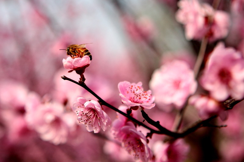那日梅花