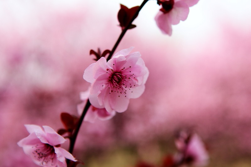 那日梅花