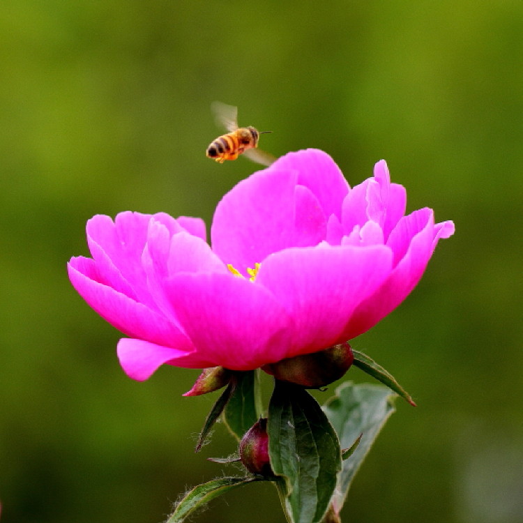 蜜蜂与芍药