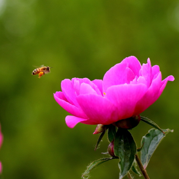 蜜蜂与芍药