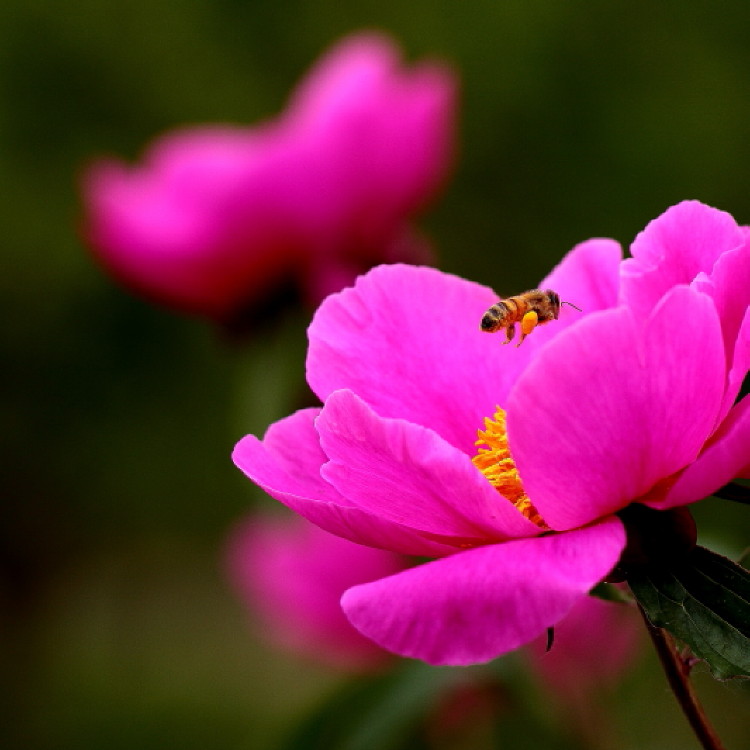 蜜蜂与芍药
