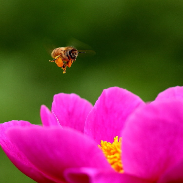 蜜蜂与芍药