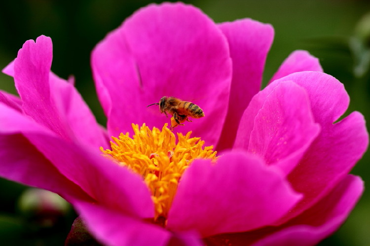 蜜蜂与芍药