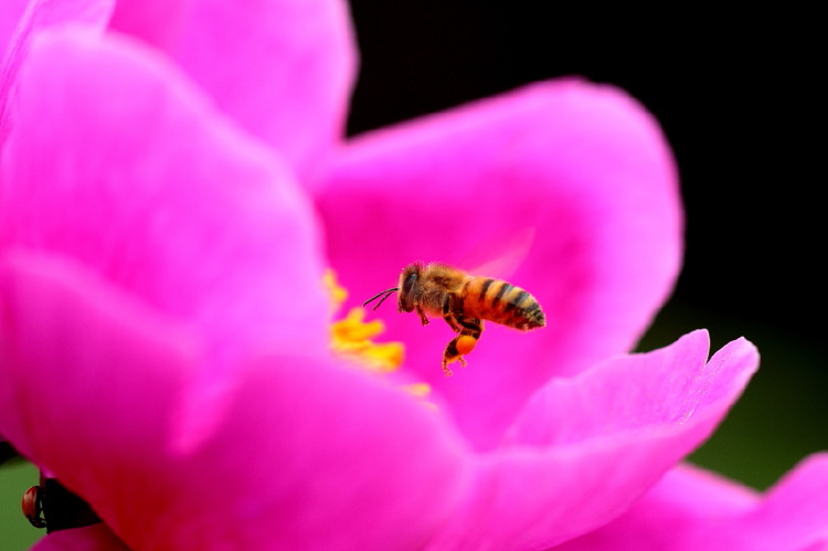 蜜蜂与芍药