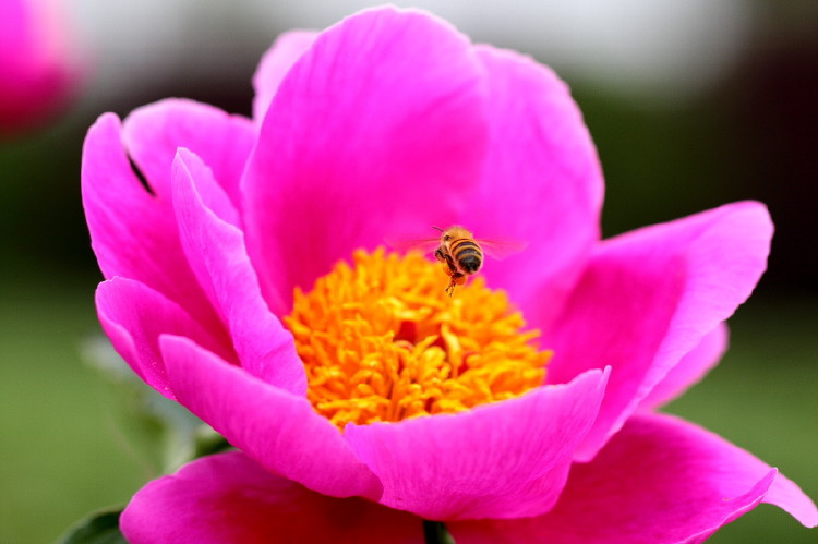 蜜蜂与芍药