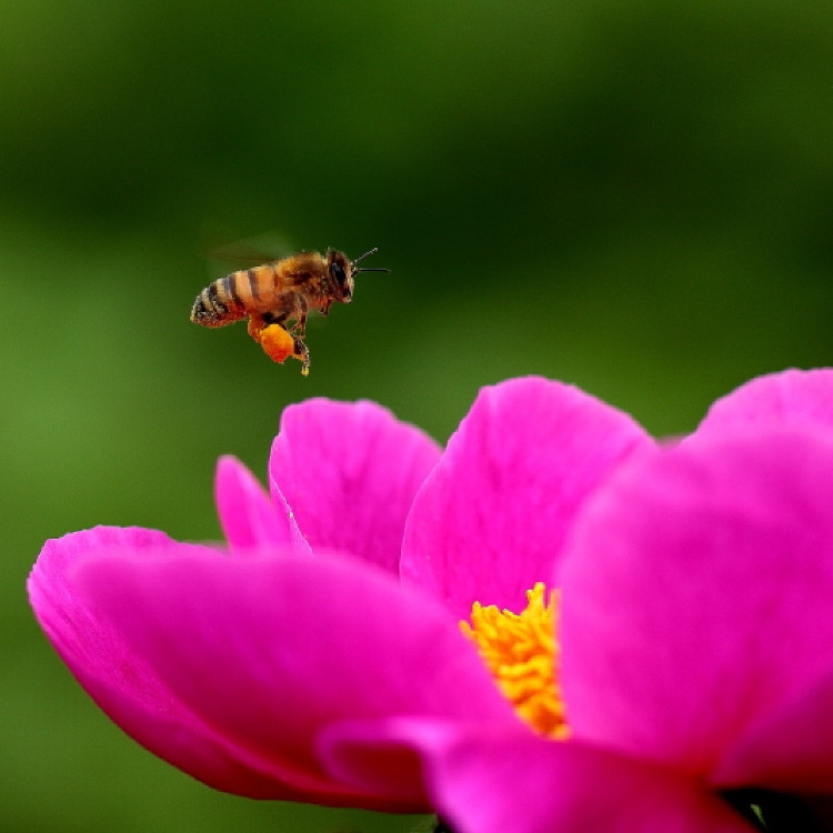 蜜蜂与芍药