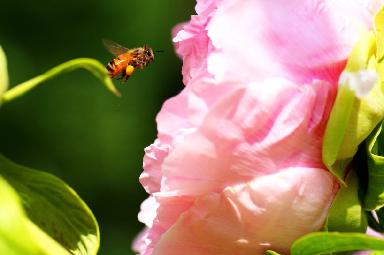 蜜蜂与芍药