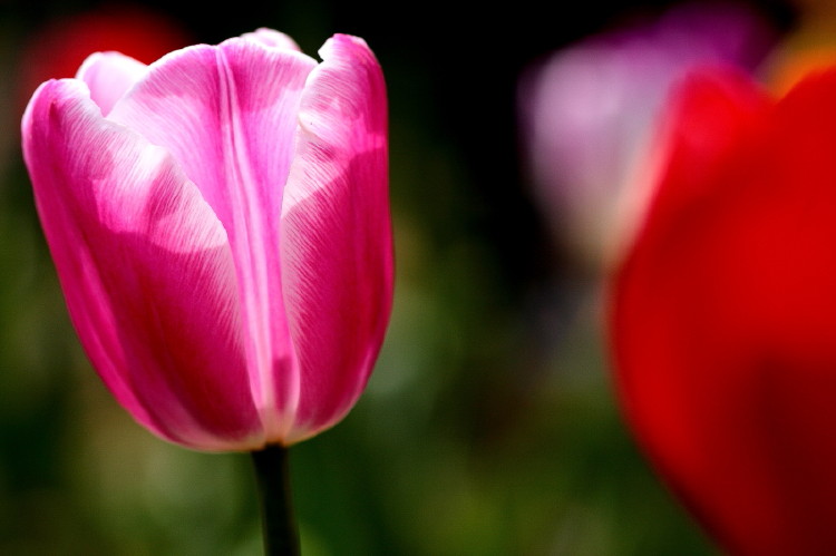 那年郁金香节