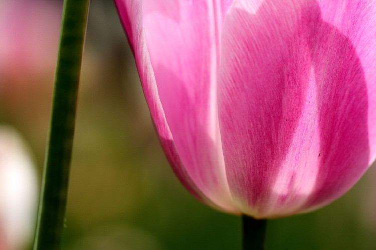 那年郁金香节