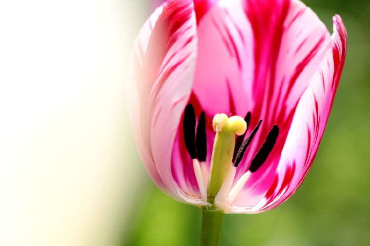 那年郁金香节