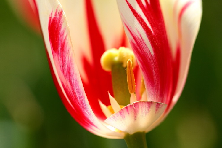 那年郁金香节