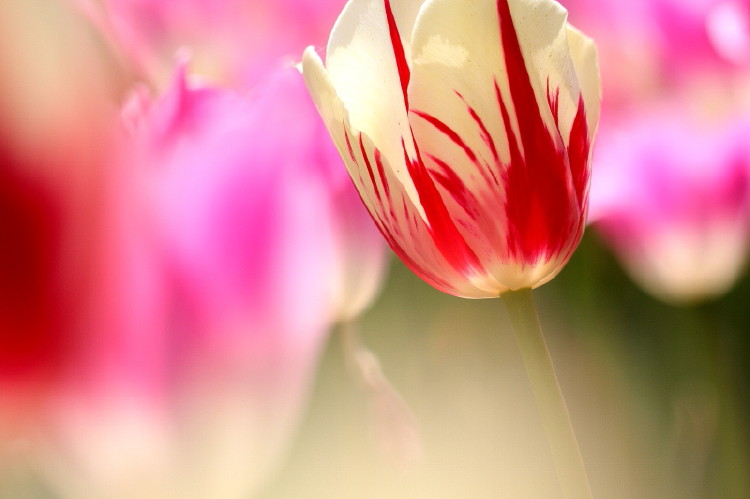 那年郁金香节