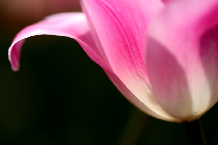 那年郁金香节