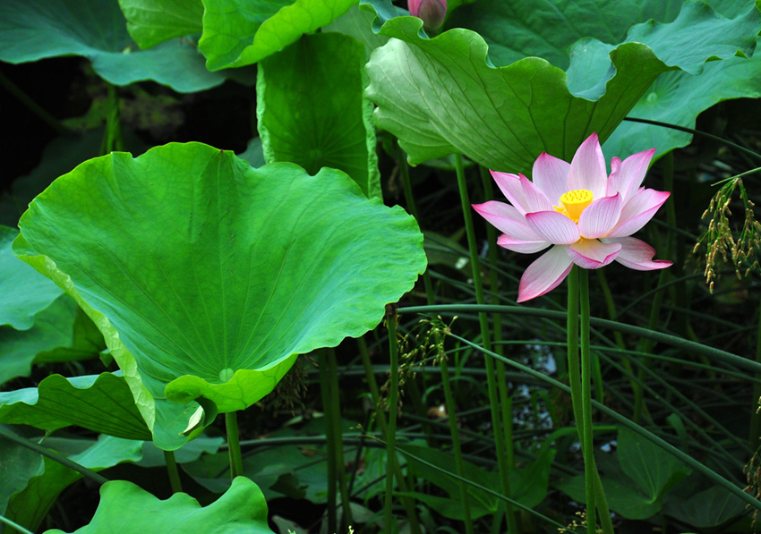 新蕾新荷