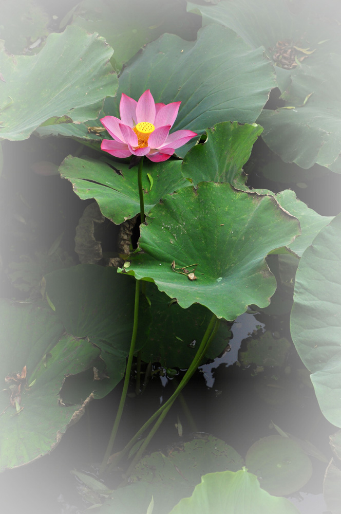 新蕾新荷