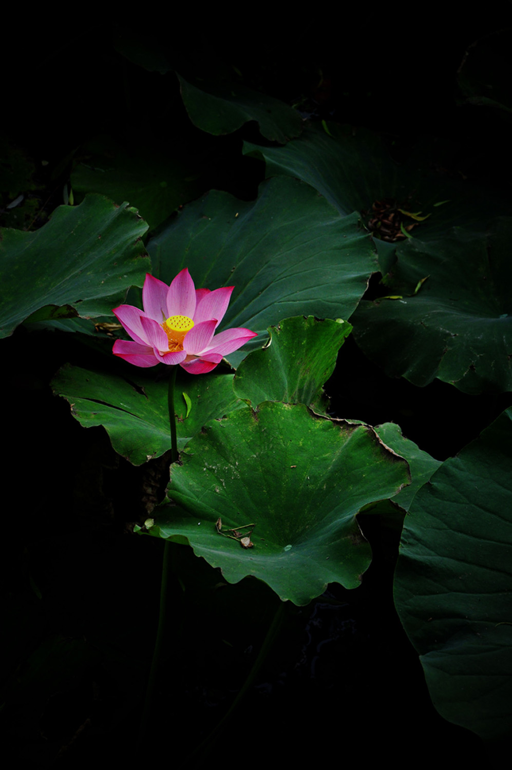 新蕾新荷