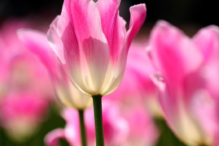 那年郁金香节