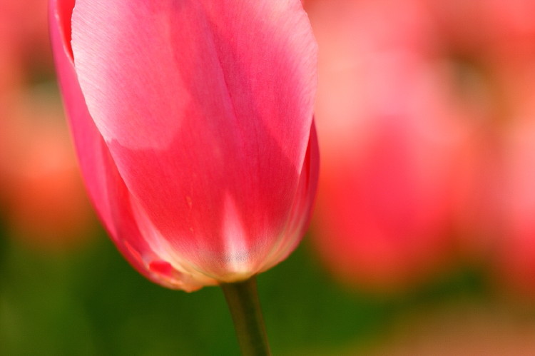 那年郁金香节