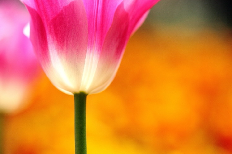 那年郁金香节