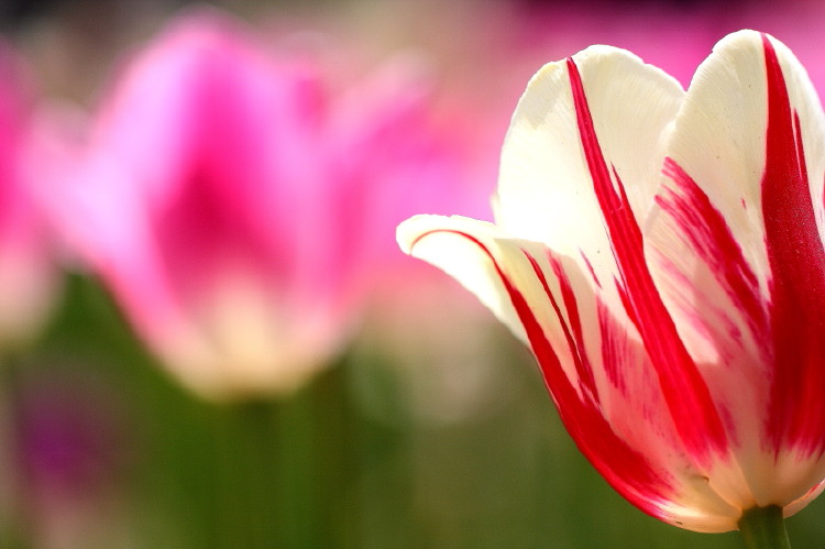 那年郁金香节
