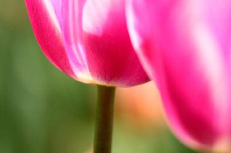那年郁金香节