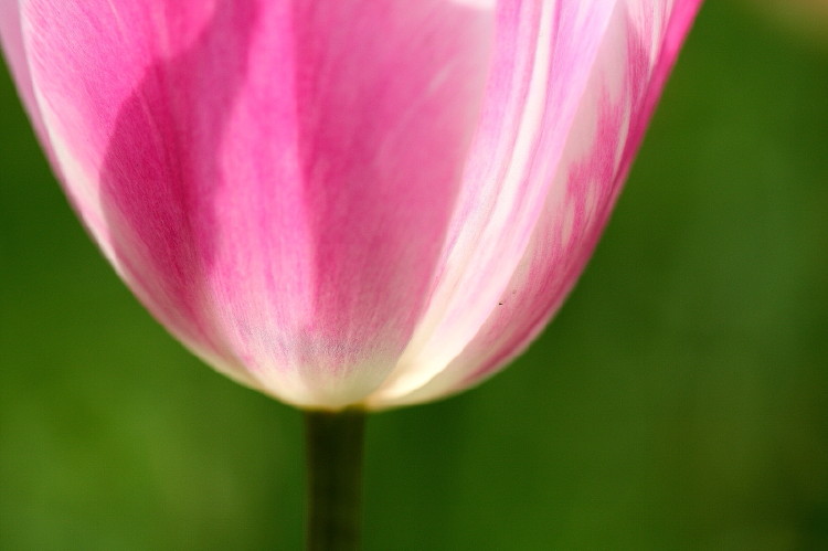 那年郁金香节